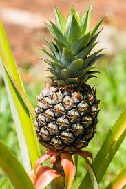 Ananas