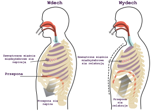 Oddychanie przeponowe